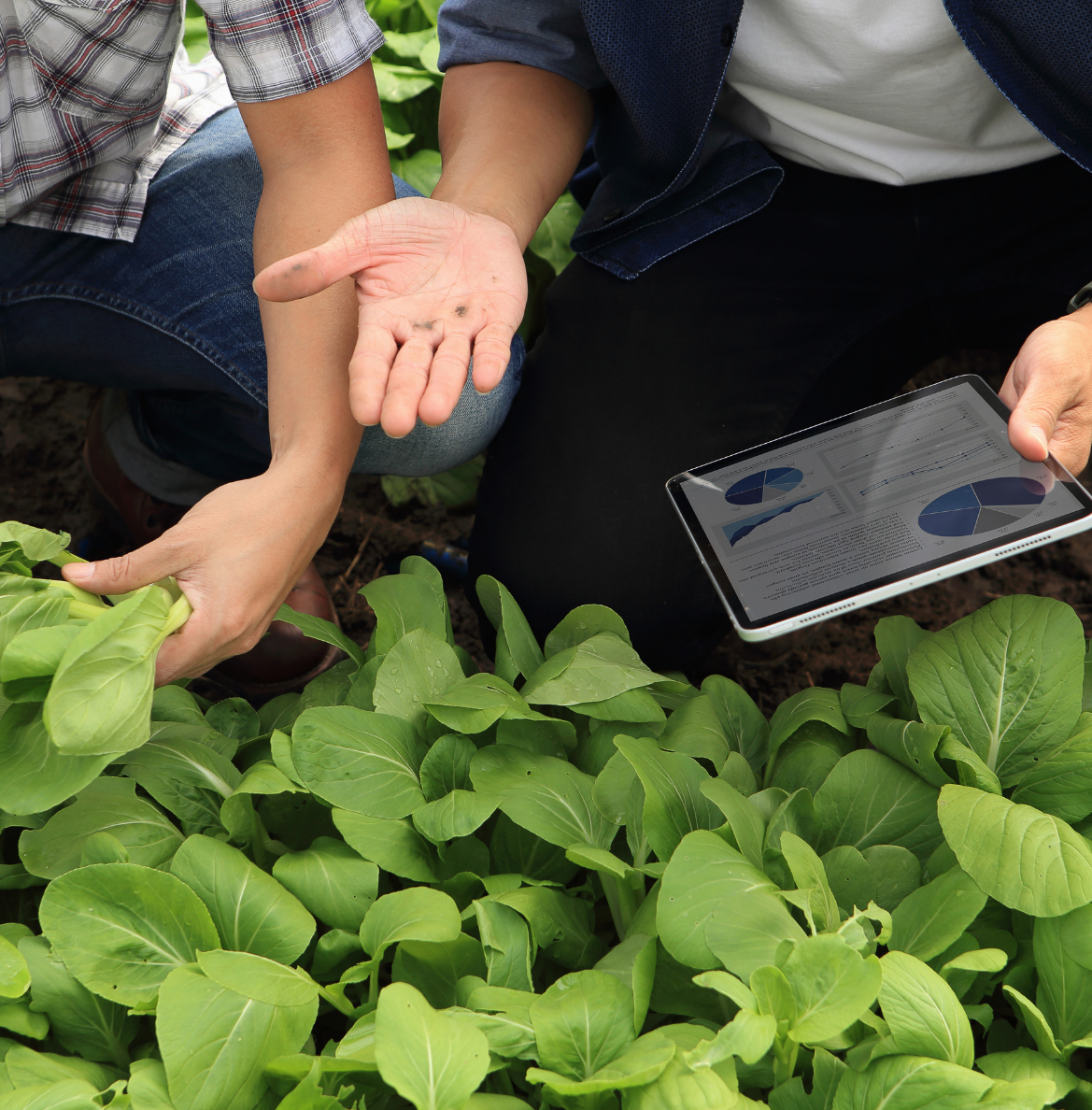 Agriculture Land Analysis And Crop Monitoring