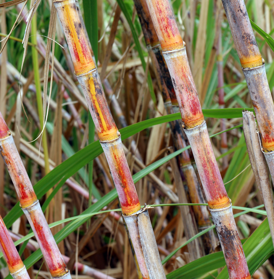Sugarcane Management System